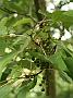 Idesia polycarpa w